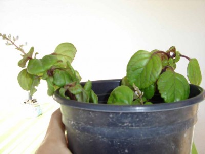 normal_PLANTA%20DINERO.jpg