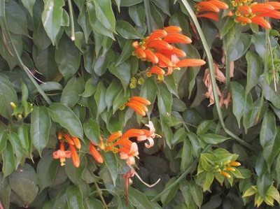 normal_Planta%20En%20Capilla%20linda%20flor%7E0.JPG