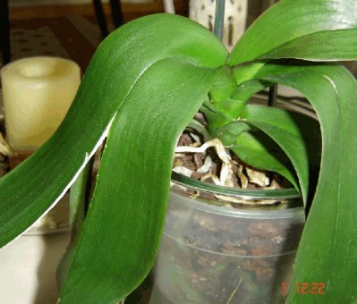 normal_planta%7E5.JPG