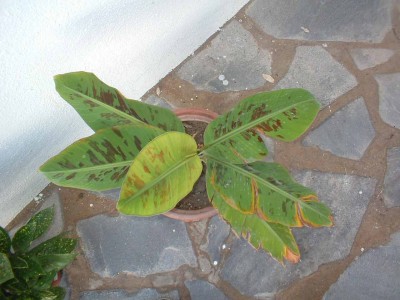 normal_planta%7E6.jpg