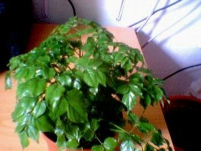 normal_planta.JPG
