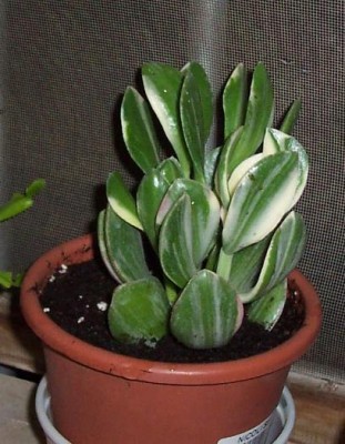 normal_planta.jpg
