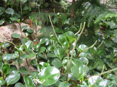 normal_planta1%7E0.jpg