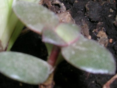 normal_planta1%7E1.JPG