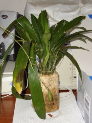 normal_planta1%7E1.jpg