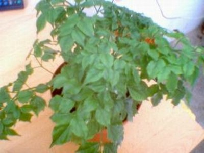 normal_planta1.JPG