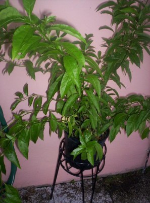 normal_Planta10.JPG