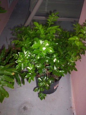 normal_Planta12.JPG