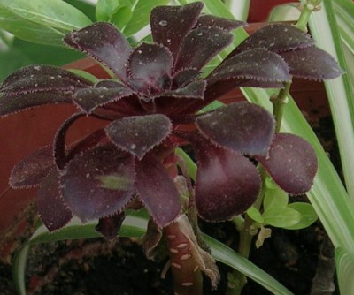 normal_planta2%7E0.JPG