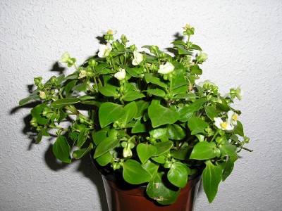 normal_Planta2%7E0.JPG