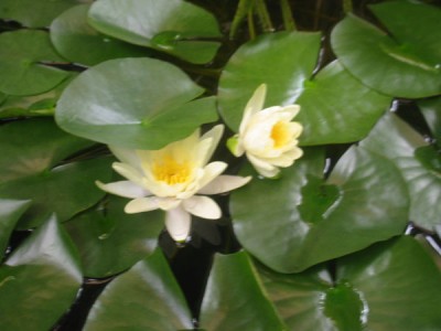 normal_planta2%7E1.jpg
