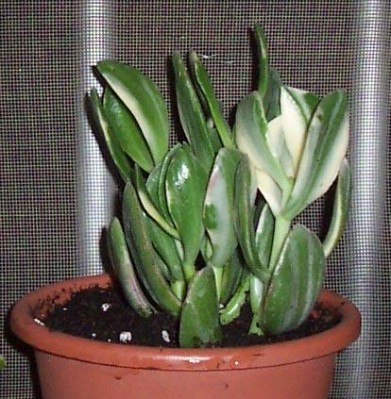 normal_planta2%7E2.jpg