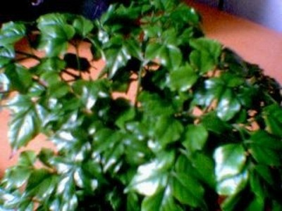 normal_planta2.JPG
