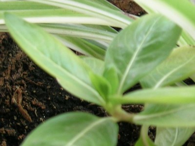normal_planta3%7E0.JPG