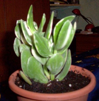 normal_planta3%7E1.jpg