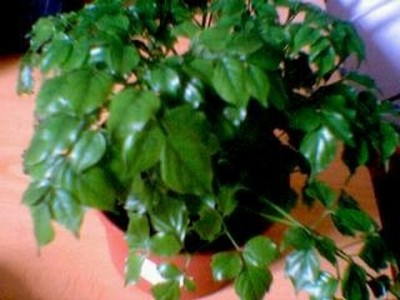 normal_planta3.JPG