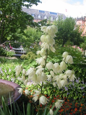 normal_planta4.jpg