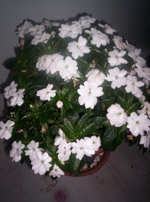 normal_Planta4.JPG