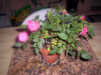 normal_Planta8.JPG