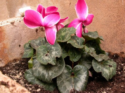 normal_Planta_Esquina.jpg