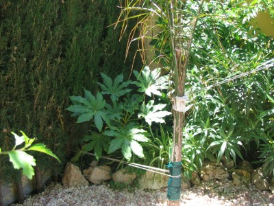 normal_plantas%20001%7E5.jpg