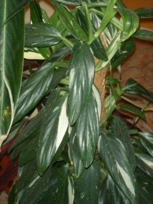 normal_Plantas%20002%7E0.jpg