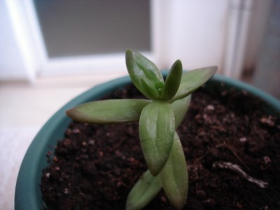 normal_plantas%20002%7E0.jpg