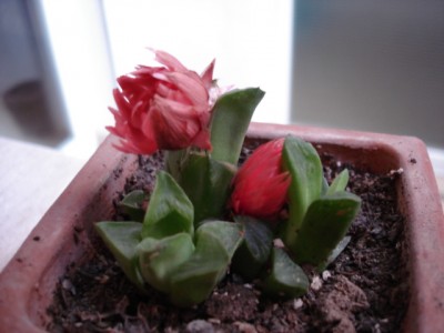 normal_plantas%20003%7E0.jpg