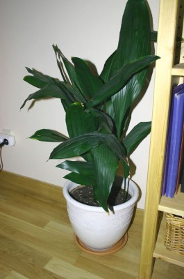 normal_Plantas%20003.jpg