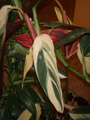 normal_Plantas%20003.jpg