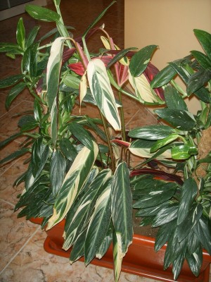 normal_Plantas%20004.jpg