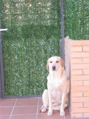 normal_plantas%20035.jpg