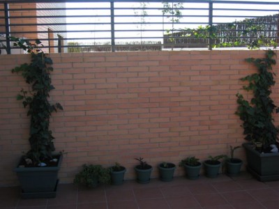 normal_plantas%20037.jpg
