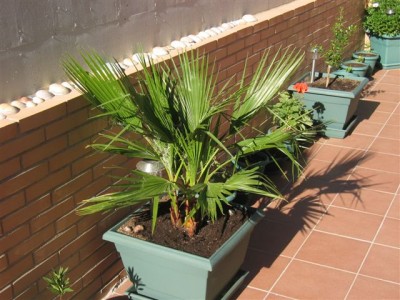 normal_plantas%20039.jpg