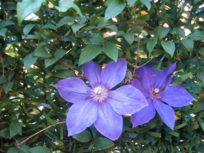 normal_plantas%20048.jpg
