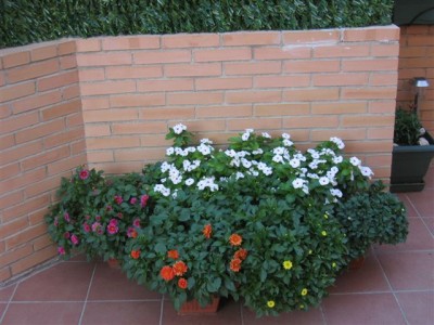 normal_plantas%20049.jpg