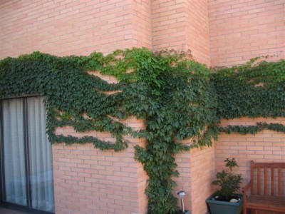 normal_plantas%20050.jpg