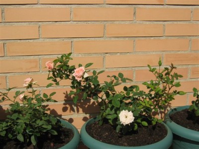 normal_plantas%20058.jpg