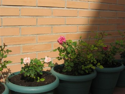 normal_plantas%20059.jpg