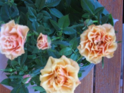 normal_plantas%20060.jpg