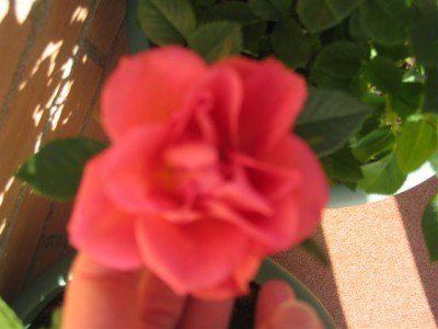 normal_plantas%20062.jpg