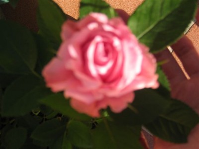 normal_plantas%20063.jpg