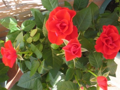 normal_plantas%20064.jpg
