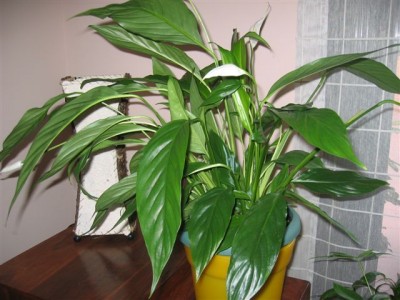 normal_plantas%20074.jpg