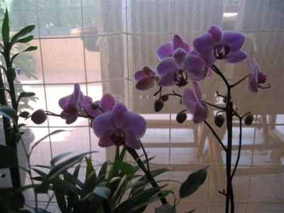 normal_plantas%20075.jpg