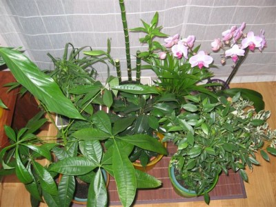 normal_plantas%20076.jpg