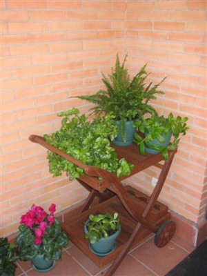 normal_plantas%20077.jpg