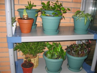 normal_plantas%20080.jpg