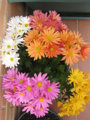 normal_plantas%20081.jpg