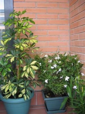 normal_plantas%20083.jpg